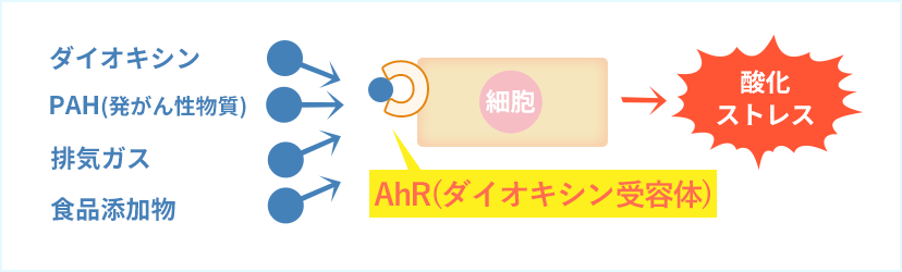 細胞の抗酸化力向上のメカニズム 01