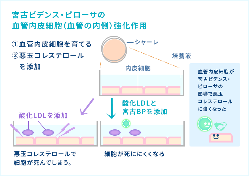 血管内皮細胞での作用 01