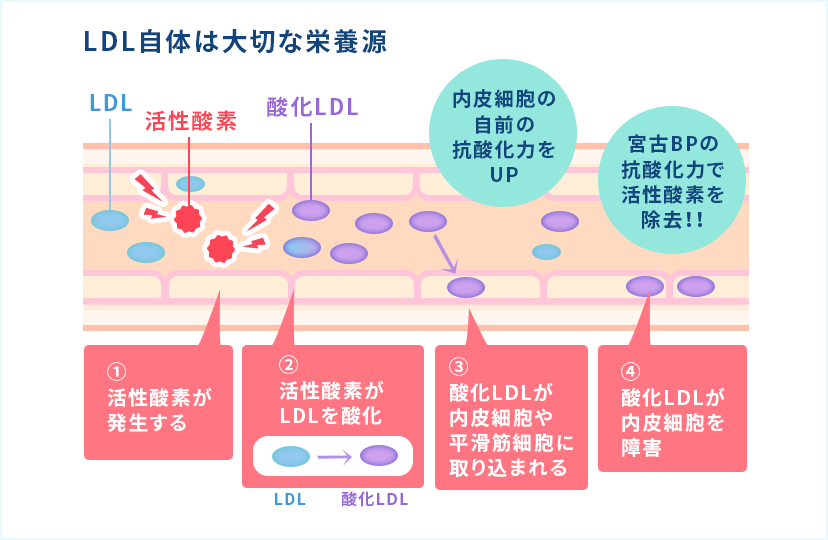 血管内皮細胞での作用 02