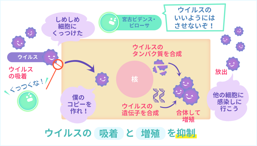 抗ヘルペスウイルス作用メカニズム