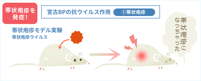 帯状疱疹ウイルス 02