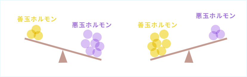 2つのホルモンの関わり