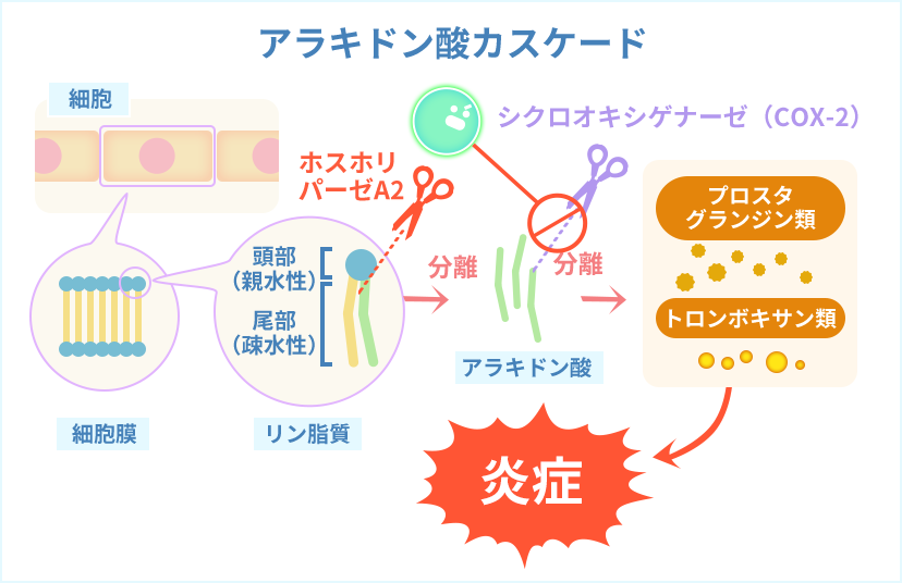 宮古BPの炎症への効果